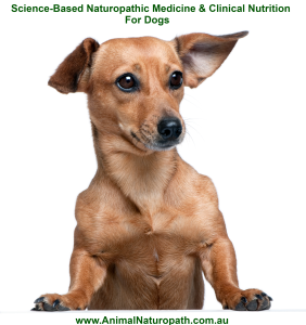 Meme for Dog Naturopath - 1