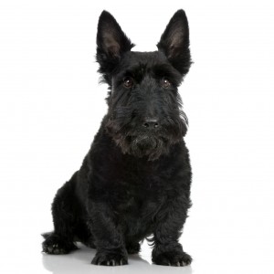 Scottish Terrier (9 years)