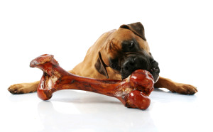 dog with bone