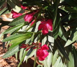 oleander