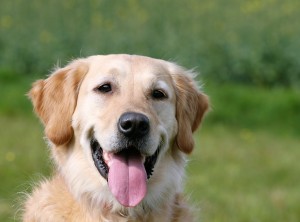 Happy Golden Retriever