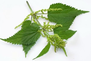 Nettle