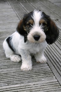 Adorable white black and brown terrier puppy