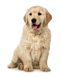 golden retriever