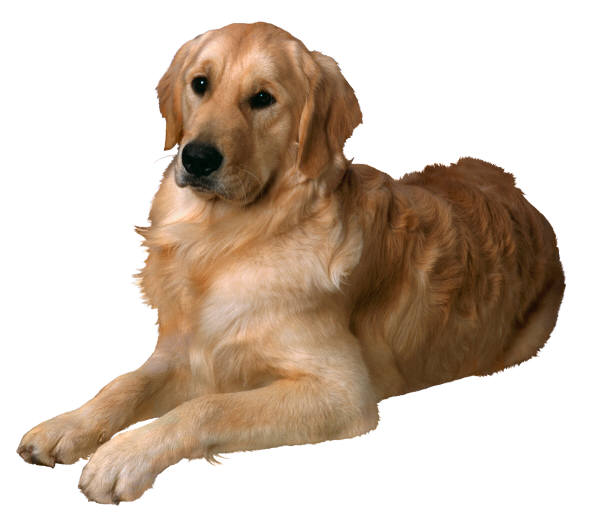 neutering golden retriever golden retriever study suggests neutering affects health animal naturopath neutering golden retriever golden retriever study suggests neutering affects health animal naturopath