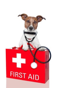 first aid dog