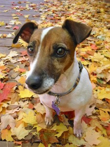 Dog in autumn leaves background