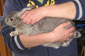 rabbit handling-1